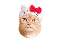 サンリオキャラが猫と合体!? 「ねこのかぶりもの」コラボが、キュート&シュール 画像