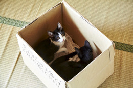 映画「猫なんかよんでもこない。」 箱の中の猫の可愛いオフショット 画像