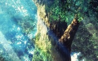 TVアニメ「異世界食堂」2017年夏より放送 アニメーション制作はSILVER LINK. 画像