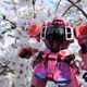 「ガンダム」ミーアザク×桜はエモい！ 北海道在住女子モデラーが見た関東の春、ガンプラの春【ガンダム×季節シリーズ】 画像