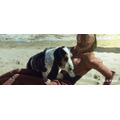 映画「ガルム・ウォーズ」Twitterでドッグショーを開催　愛犬との写真をツイート