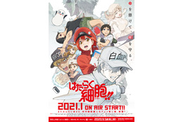 「はたらく細胞」花澤香菜、前野智昭出演「ABEMA」特番＆アニメ第1期の再放送決定！ 画像