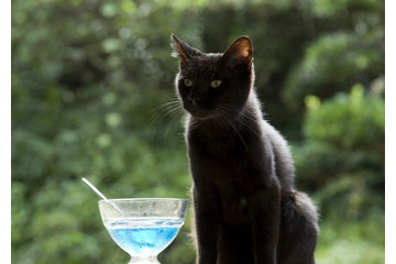 映画「ねこあつめの家」2017年4月8日全国公開 ヒロインは忽那汐里 画像