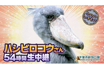 「けものフレンズ」動かない鳥“ハシビロコウ”を54時間観察生中継、声優陣による飼育体験も 画像