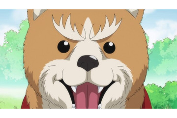 「織田シナモン信長」織田信長が柴犬に転生!? ドッグランで出会った思いがけない面々とは？ 第1話先行カット 画像