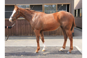 篠原侑・守屋亨香も歓喜！一口馬主として参加したクラブの競走馬「クリダーム」がデビューレースで優勝！ 画像