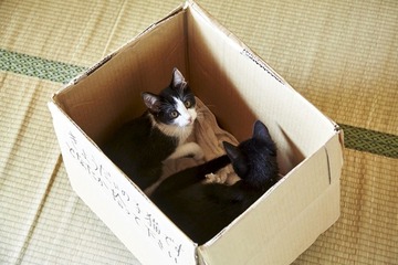 映画「猫なんかよんでもこない。」 箱の中の猫の可愛いオフショット 画像