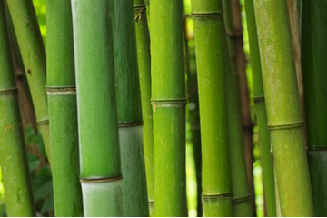 「鬼滅の刃」禰豆子の咥えている“竹”を徹底調査！科学的検証から見えてきた真実とは？ 画像