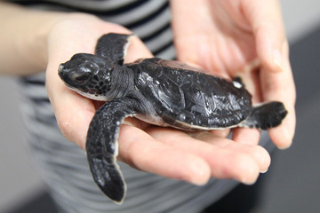 すみだ水族館にてジブリ最新作『レッドタートル』の特別展が開催決定 画像