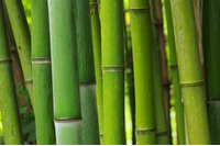 「鬼滅の刃」禰豆子の咥えている“竹”を徹底調査！科学的検証から見えてきた真実とは？ 画像