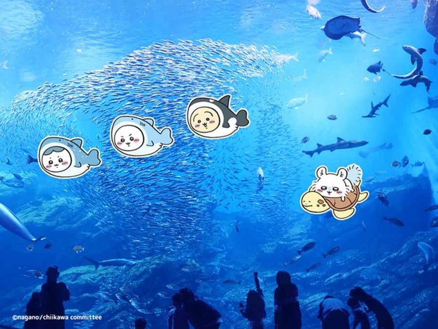 「ちいかわ水族館 in 仙台うみの杜水族館」期間限定で開催（C）nagano / chiikawa committee