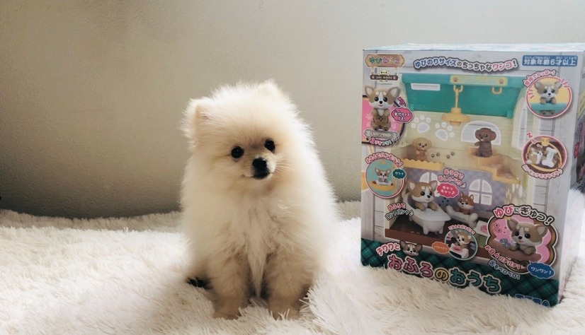 ゆびわんこ発売記念 編集部編 あなたにピッタリなわんこは アニメに登場する 一緒に暮らしたい犬キャラカタログ 13選 アニメ アニメ 編集部vs犬対決企画 11枚目の写真 画像 アニメ アニメ