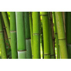 「鬼滅の刃」禰豆子の咥えている“竹”を徹底調査！科学的検証から見えてきた真実とは？ 画像