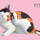 猫の日は猫三昧♪ サバトラや三毛猫、カイカイしてる姿が癒やし～♪ カプセルトイが新登場 画像
