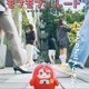 「アイナナ」発ミニキャラが活躍！「こまどり モフモフパレード」27年1月より放送！監督に「パペットスンスン」青松拓馬＆小野賢章ら出演 画像
