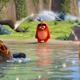 「アングリーバード」本編映像を先行公開 3匹の鳥たちがお笑いトリオのような掛け合いを披露 画像