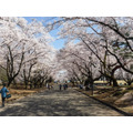 春には桜の名所として親しまれている（埼玉県営狭山稲荷山公園）