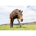 ※画像は認定NPO法人引退馬協会より引用。5月9日に撮影されたナイスネイチャ。