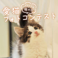 猫まみれ♪「mofusand」＆「NEKO LAB」デザインのスイーツやアイテムも！そごう・西武で“猫の日”企画開催