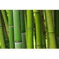 竹のイメージ画像