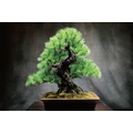 JUME BONSAI 匠景 –SHOKEI–『玄千歳』 JAL EXCLUSIVE【価格】 税込1,500,000円