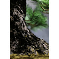 JUME BONSAI 匠景 –SHOKEI–『玄千歳』 JAL EXCLUSIVE【価格】 税込1,500,000円