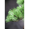 JUME BONSAI 匠景 –SHOKEI–『玄千歳』 JAL EXCLUSIVE【価格】 税込1,500,000円