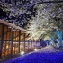 アウトドア複合リゾート「さがみ湖リゾート プレジャーフォレスト」のレストラン「ワイルドダイニング」から見える夜桜