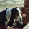 映画「ガルム・ウォーズ」Twitterでドッグショーを開催　愛犬との写真をツイート・画像