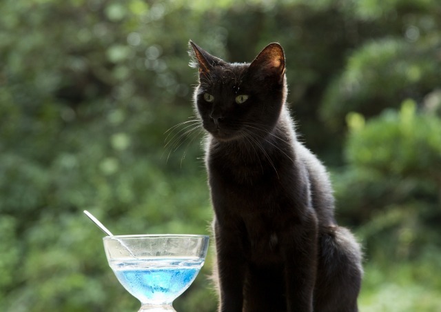 (C)2017 Hit-Point／『映画ねこあつめ』製作委員会