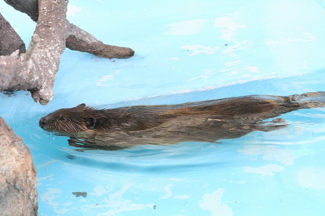 （C）けものフレンズプロジェクト A