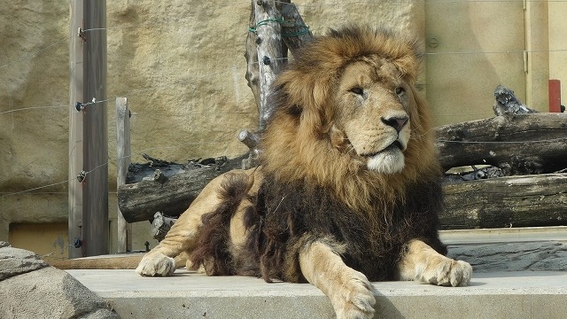 （C）けものフレンズプロジェクト A