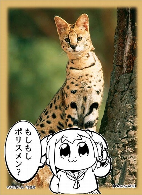 スリーブプロテクター（C)大川ぶくぶ／竹書房