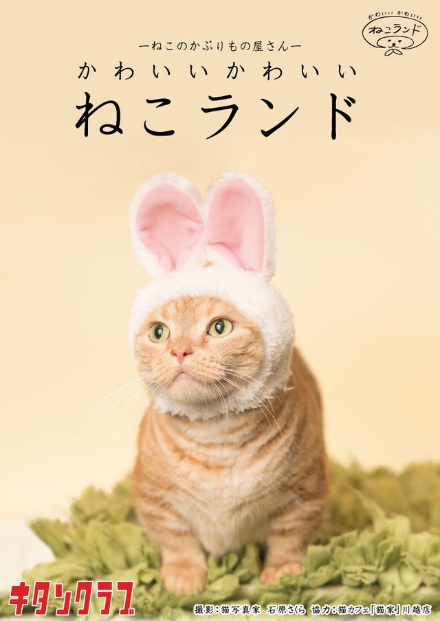 「かわいい かわいい ねこランド」