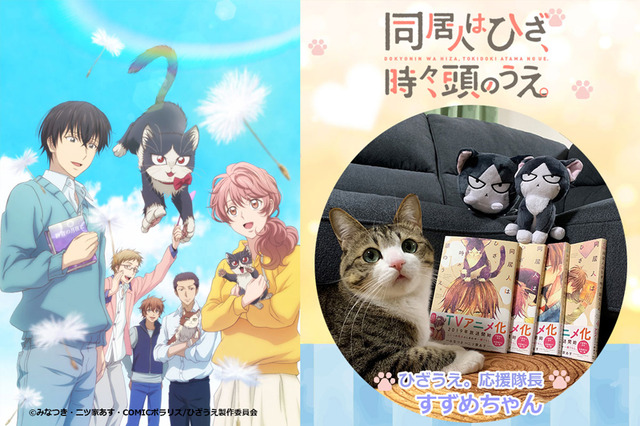 TVアニメ『同居人はひざ、時々、頭のうえ。』応援隊長「猫のすずめちゃん」(C)みなつき・二ツ家あす・COMICポラリス/ひざうえ製作委員会