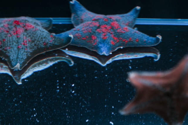 「海の上映会」（C）2019 五十嵐大介・小学館／「海獣の子供」製作委員会