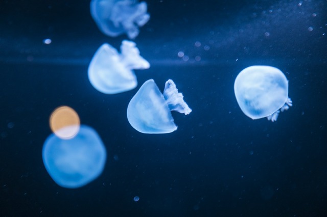 「海の上映会」（C）2019 五十嵐大介・小学館／「海獣の子供」製作委員会