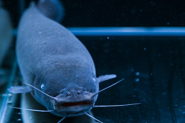 「海の上映会」（C）2019 五十嵐大介・小学館／「海獣の子供」製作委員会