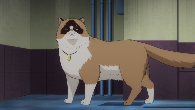 『歌舞伎町シャーロック』第12話「にゃんにゃん打破」（C）歌舞伎町シャーロック製作委員会