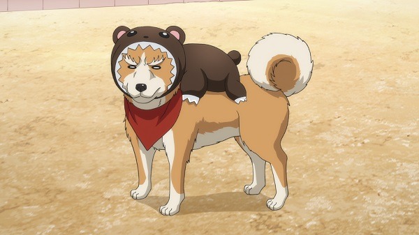 『織田シナモン信長』第3話「犬貴族、桶狭間の戦い再び・・・であるか？」先行カット（C）目黒川うな/NSP,織田シナモン信長製作委員会