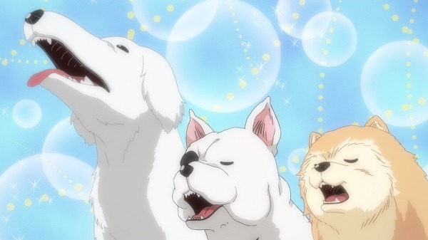 『織田シナモン信長』第3話「犬貴族、桶狭間の戦い再び・・・であるか？」先行カット（C）目黒川うな/NSP,織田シナモン信長製作委員会