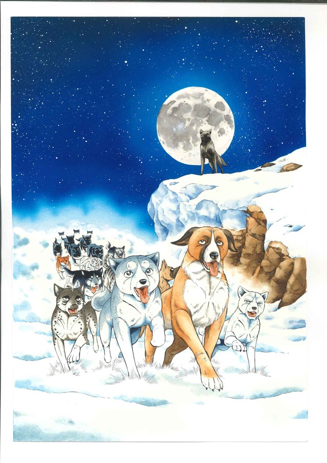 『野性の呼び声』×『銀牙』特別アート（C）高橋よしひろ／日本文芸社