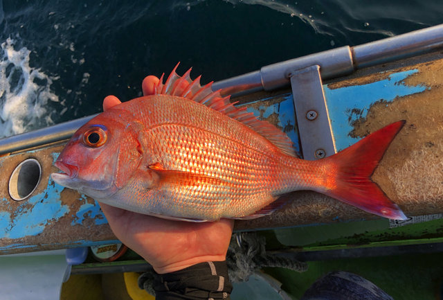 ニセモノに注意？『あつまれ どうぶつの森』で釣れるタイってどんな魚？【平坂寛の『あつ森』博物誌】