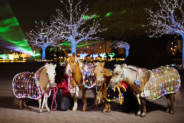 ミニチュアホース／／画像提供：東京メガイルミ