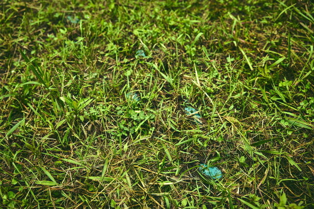 ポケモン求めてリアルな大自然を探索！「ポケモンワンダー」7月17日オープン、草木をかき分ける新たなネイチャーアドベンチャー