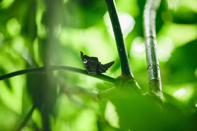 ポケモン求めてリアルな大自然を探索！「ポケモンワンダー」7月17日オープン、草木をかき分ける新たなネイチャーアドベンチャー