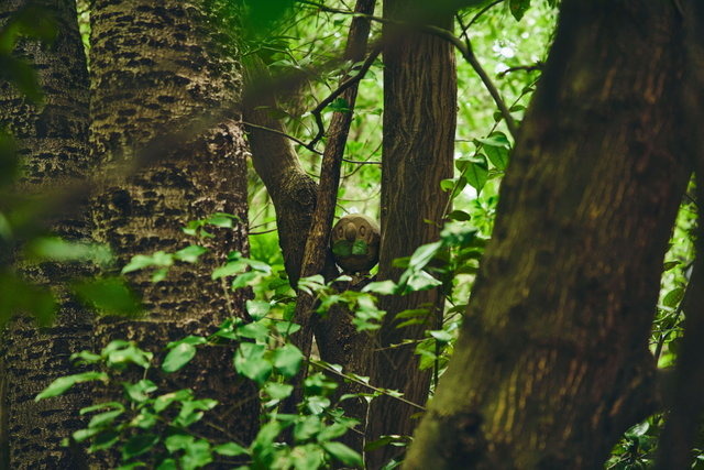 ポケモン求めてリアルな大自然を探索！「ポケモンワンダー」7月17日オープン、草木をかき分ける新たなネイチャーアドベンチャー