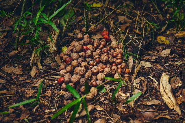 ポケモン求めてリアルな大自然を探索！「ポケモンワンダー」7月17日オープン、草木をかき分ける新たなネイチャーアドベンチャー