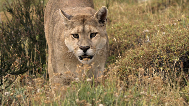 「追跡！ピューマの子育て」（C）National Geographic