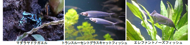 「水族館からのSOS」イメージ（C）LUCKY LAND COMMUNICATIONS/集英社・ジョジョの奇妙な冒険SO製作委員会